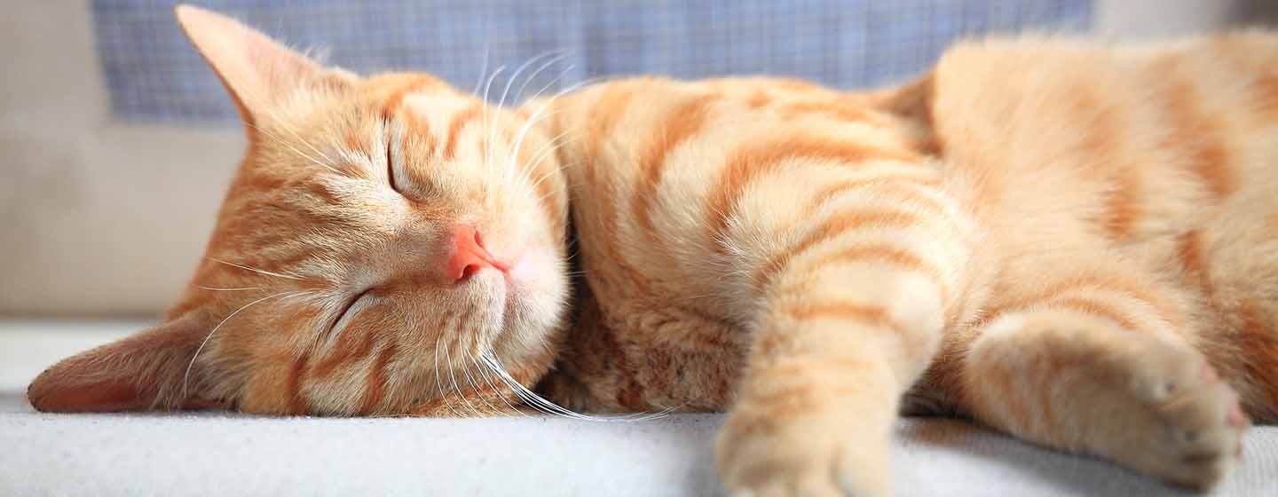 Cute sales cat sleeping
